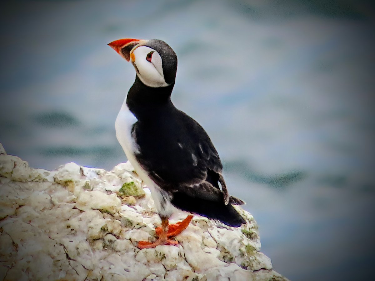 AckoMickey's tweet photo. Puffins at Flamborough Head. Fantastic to see https://t.co/q39zhyQjW1