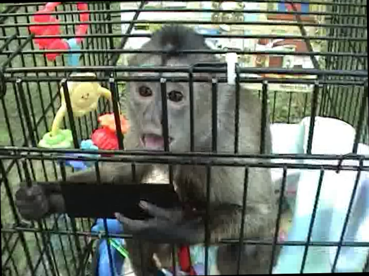 Action for Primates tweet media