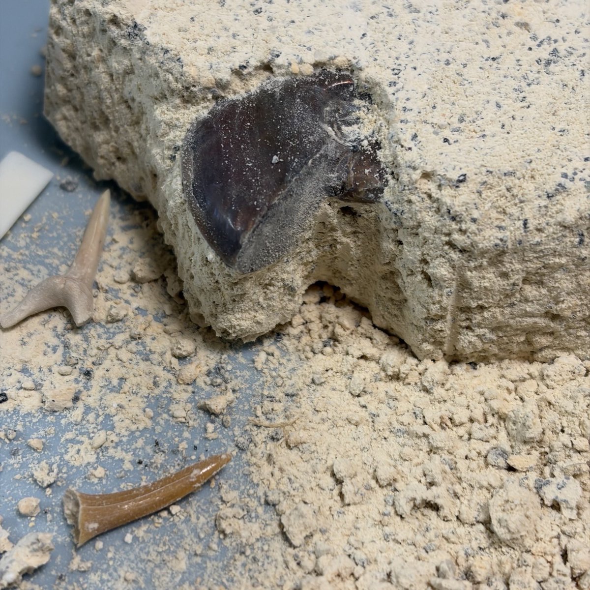 Hiz3_net's tweet photo. 発掘体験で出てきた化石はどれも豪華でした。息子は発掘で削った砂を小瓶に入れて、コパルと一緒に宝箱に入れてました笑
歯の化石で紙が切れた！と、その鋭さにも色々驚きがあったようです。
#おうちLABO https://t.co/2HTkRlNIqJ