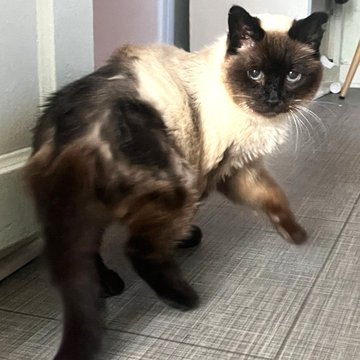 sachikoko's tweet photo. 👉🏽SENIOR ALERT🙏🏽PLEASE SHARE
🌷Shy, Sweet 8YO #Senior Seal Pt. #Siamese Kitty "MISHA"🌷
📣Needs A Calm🏡#FureverHome🏡
▶https://t.co/Gdvfmb3byW
🙏🏽#AdoptDontShop #AdoptASeniorCat
#Oakland, #CA #SF #SpecialNeeds 
➡https://t.co/FCtnqRd4RB 
☑Cat☑Older Kids #RehomeHour #US #CATS https://t.co/KicV0G1H0a