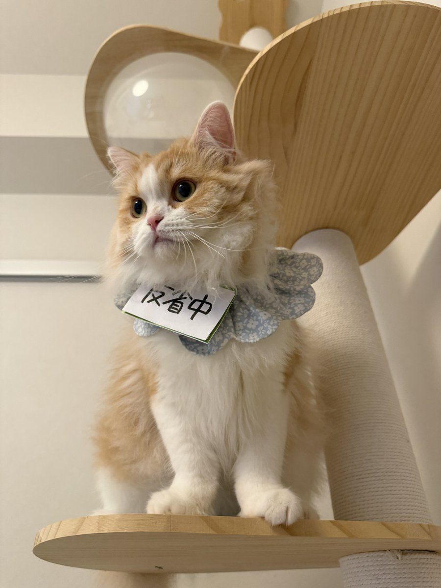 4242__428's tweet photo. ねこ「ヨントン開始5秒前にiPad倒したら飼い主に怒られたンゴ」 https://t.co/SLGQsYUvr3