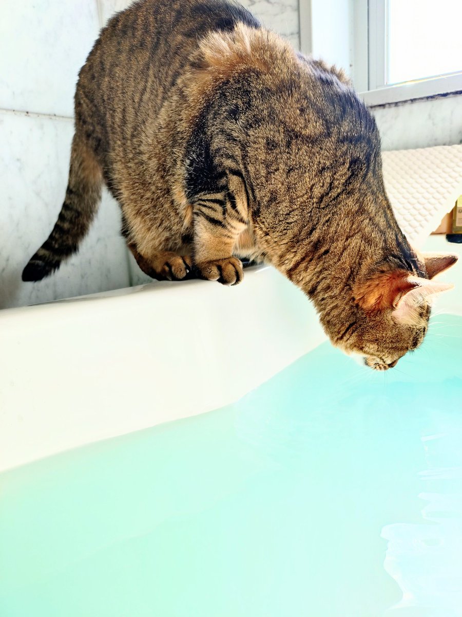 KeithTheCat01's tweet photo. ヲカーチャンが風呂場から出てこないので様子を見に来た妖怪風呂湯飲み。 https://t.co/KoxWj4z5fs