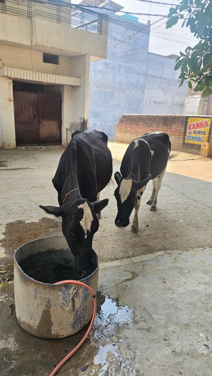 suficlassical6's tweet photo. @AmarUjalaNews कृपया इसे प्रकाशित करें |
भीषण गर्मी में एक छोटी-सी पहल,बड़ा संदेश। 
वाराणसी के शक्ति पुरम कॉलोनी निवासी अरुण द्विवेदी ने अपने घर के बाहर ड्रम रखा है जिसमें वह प्रतिदिन सुबह और शाम स्वच्छ पानी भरते हैं जिससे गायें व अन्य बेजुबान पशु प्रतिदिन अपनी प्यास बुझाते हैं https://t.co/SjdrNugTIi