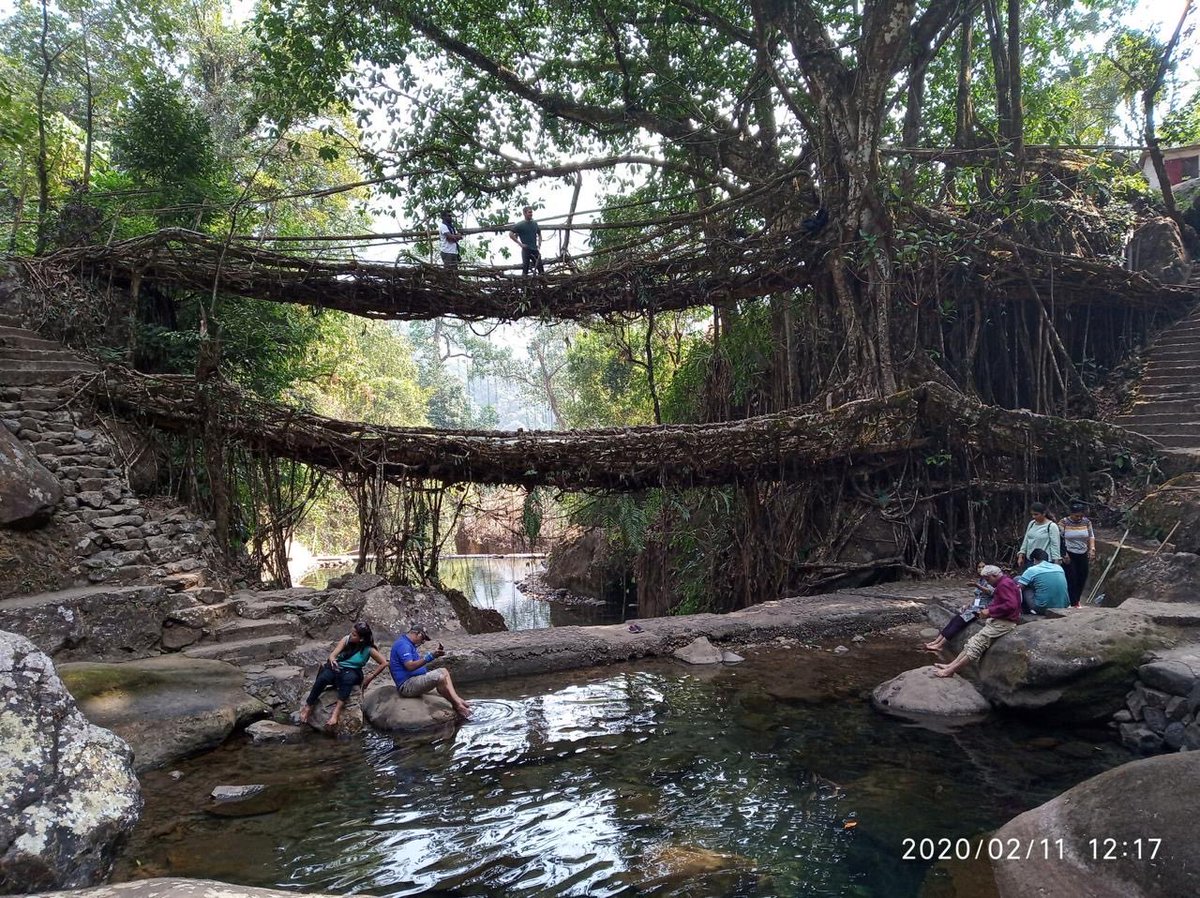 ksraoeil's tweet photo. This is the double rooted living bridge mentioned by Sri Narendra Modi during today’s Manik bath ⁦@NamoApp⁩ ⁦@DDNational⁩ ⁦@ddmeghalaya⁩ https://t.co/rcVEj4bIwV