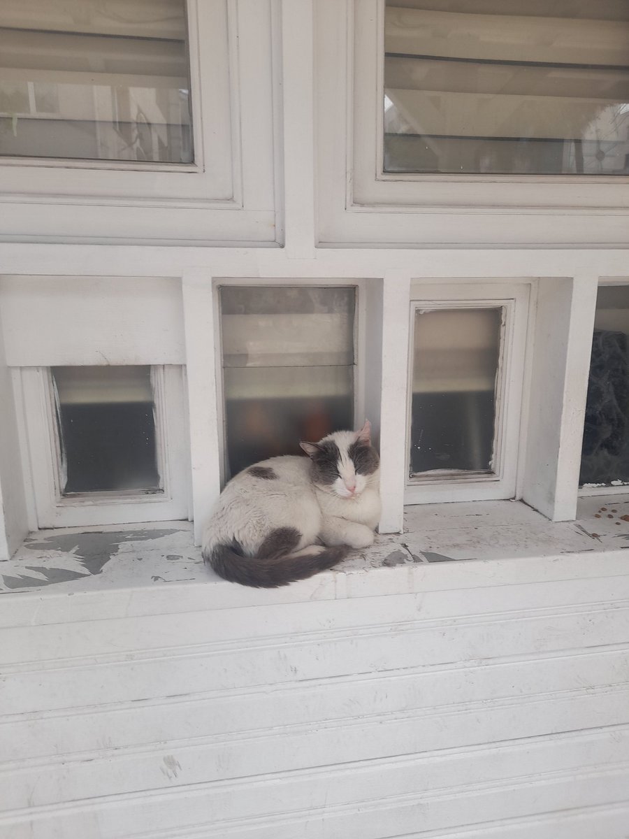 FPurselim's tweet photo. Gişe Memuru bir Mehmet Fırat Pürselim filmi. #kedi🐈 #cat #istanbulkedileri #catstanbul #gişememuru https://t.co/0FcRbcRH3b