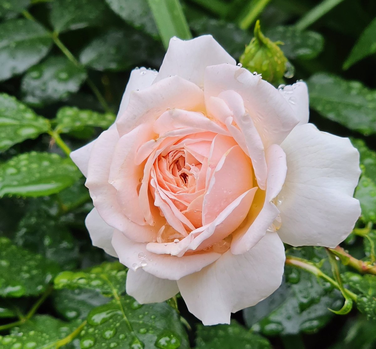 mimo222325's tweet photo. 雨雫をつけて
綺麗に咲いている  バラの花   . ݁₊ ꕥ ⋆ . ݁ https://t.co/blXb5sMg1N