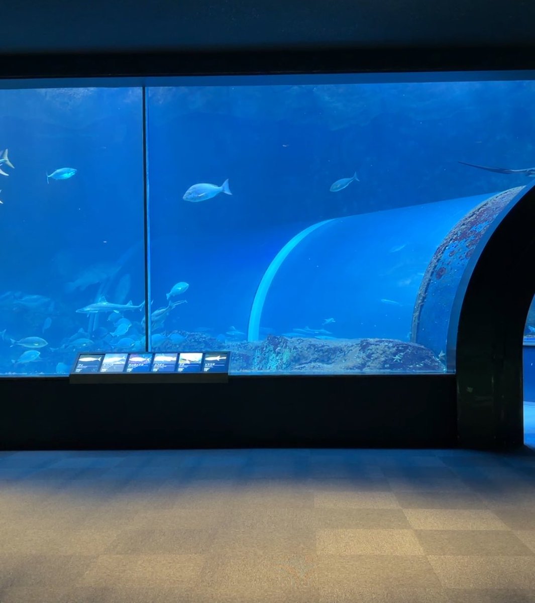 newwidex's tweet photo. 少し前に行ったマリンピア日本海の日本海大水槽の空間を度々思い出してる。ここ幅50mくらいの大水槽で迫力ある一方で、静かで落ち着いた空間でして、水槽の反対側の壁沿いには1枚の長椅子があるから何時間も入れるような場所だった。また行きたいわ https://t.co/Cq8c3joqHS