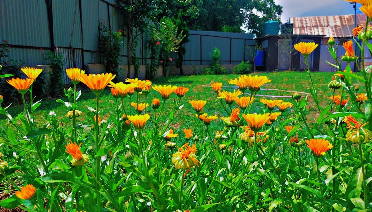 AfshaaNabi's tweet photo. Garden... 💐💐💐❤️ #Kashmir #Home #SummerStyle #😍 https://t.co/5hxwp3iOnz