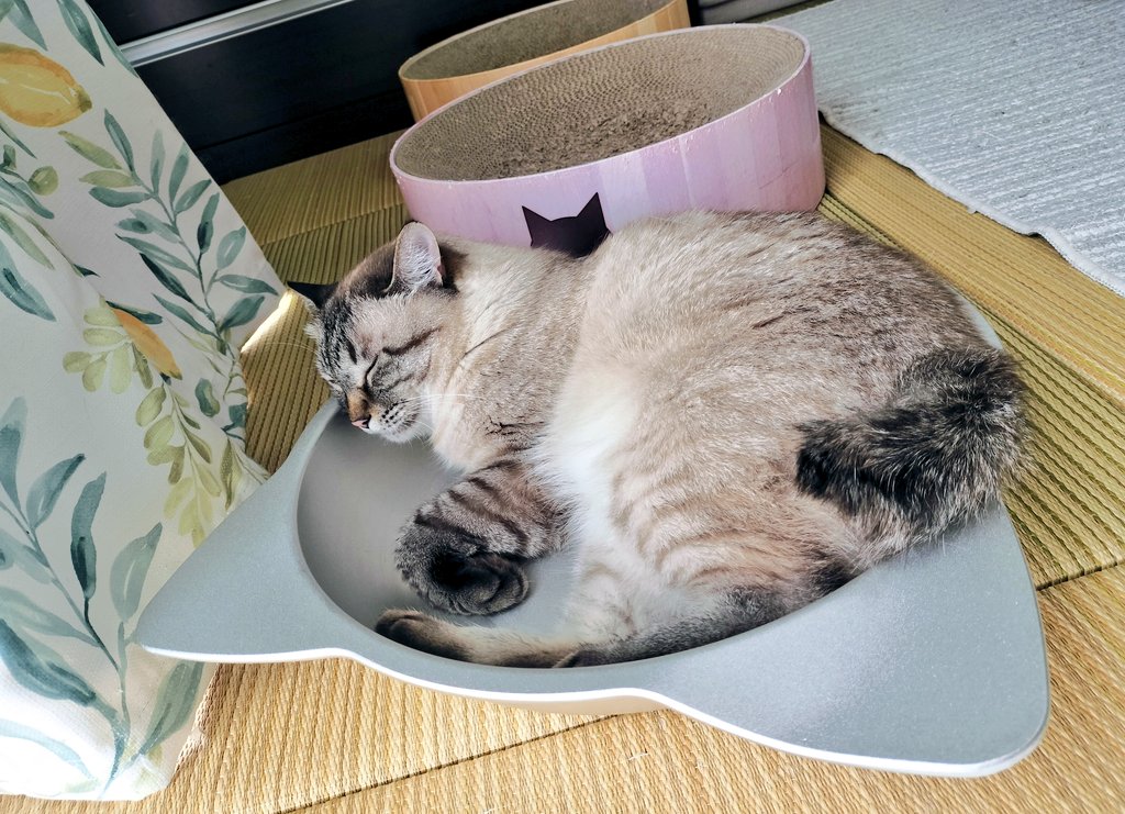 仲良し猫鍋♡ ねこ鍋の季節だね ＃ねこ好きさんと繋がりたい #ねこ