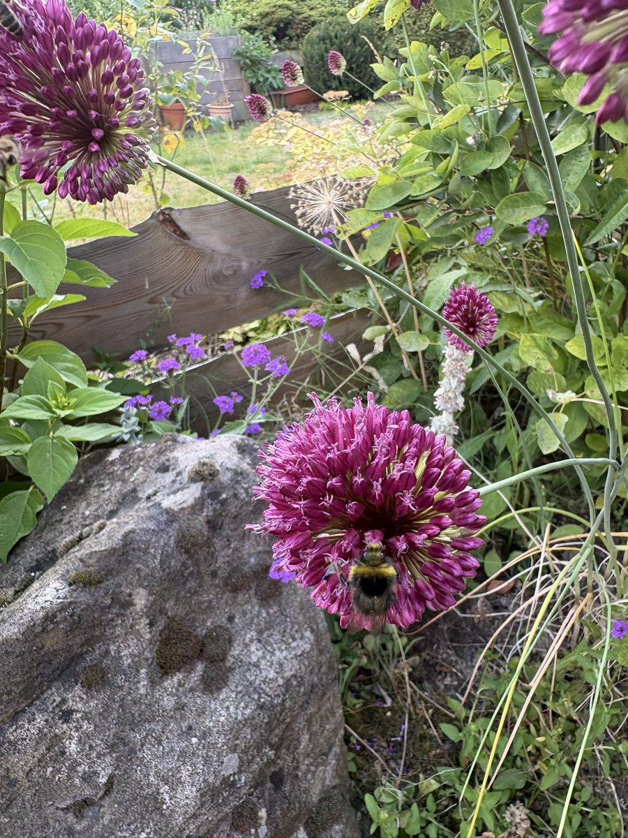 ThomasWalter71's tweet photo. „Honig wohnt in jeder Blume, Freude an jedem Orte, man muss nur, wie die Biene, sie zu finden wissen.“ Heinrich von Kleist (1777-1811), deutscher Dramatiker, am 23. September 1800 in einem Brief an Wilhelmine von Zenge (1780-1852) #heinrichvonkleist #kleist #bienen #biene https://t.co/QyyL4ImCjy