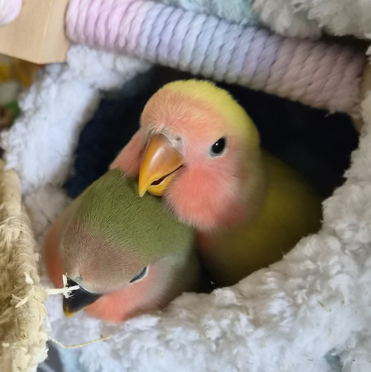 4nyder's tweet photo. 우리 애 바보인거 소문나네...

이외에도 막내의 만행으로는
자는 언니 햄부기 하기, 집 무단 점거, 출근하는 인간 비틱하기, 아부지 배가 고픕니다 등등이 있습니다. https://t.co/qoaRJtFdGC