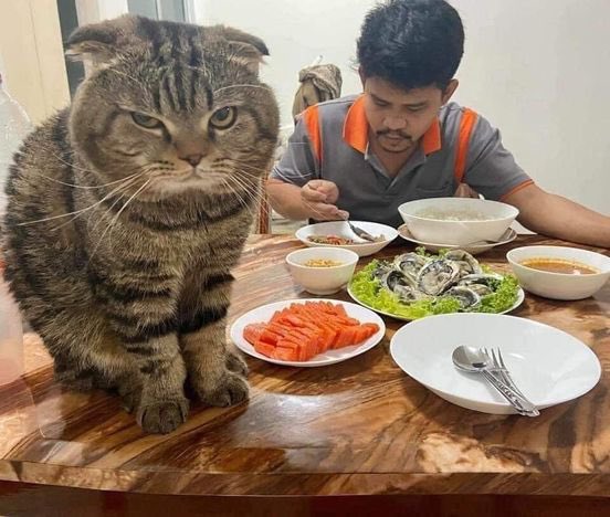 tanatana5252's tweet photo. 「飼い猫(オス)に夫を奪われました」
そう語る妻の嘆きと証拠写真がこちらw

夫に近づこうものなら鋭い眼光を飛ばしてくるそう... https://t.co/coUKkQOxMO