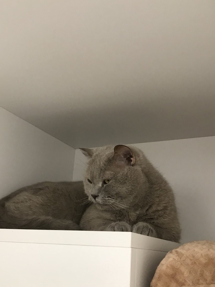 binas1976's tweet photo. Увага !!

Браян ,котик який опинився на  вулиці 
Вік 3 роки британець 
Кастрований оброблений від паразитів 
Перебуває в Тернополі в зооготелі
ПетГарден
Привезу по Україні 
Подаруйте дім Браяну
Хто бажає долучитися до оплати котоготелю посилання на банку 
https://t.co/J1YwyIwFy7 https://t.co/ordaW035Cu