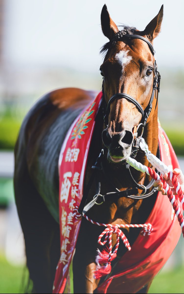 Akauni294's tweet photo. 復調嬉しいよ。おめでとう！
2026/6/28 函館競馬場
#ファウストラーゼン
#函館記念 https://t.co/3BPN6aR7N7