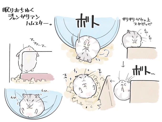寝落ちのプロ、ハムスター=^・ω・^= 