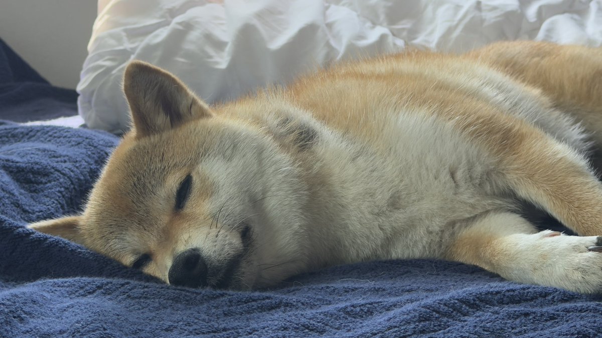 shibainukomugi's tweet photo. ホント…毎日色んな表情を見せてくれるね…
#柴犬 #柴犬のいる暮らし #shibainu https://t.co/3I1ssAX7nt