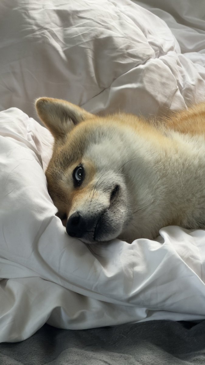 shibainukomugi's tweet photo. ホント…毎日色んな表情を見せてくれるね…
#柴犬 #柴犬のいる暮らし #shibainu https://t.co/3I1ssAX7nt