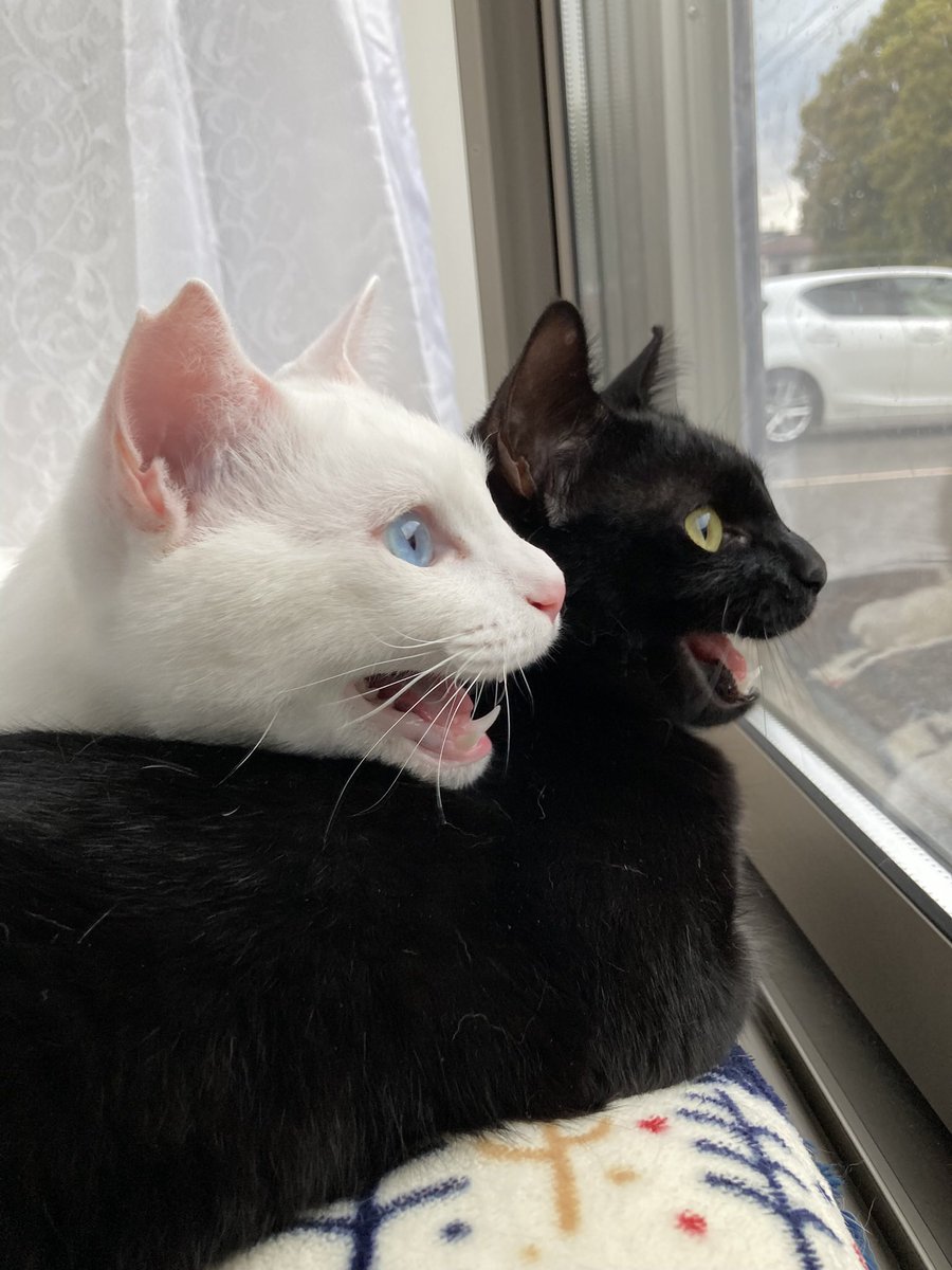 072die's tweet photo. こちらも双子子猫達の鳥を見てクラッキングした
瞬間です🐈✨　双子ならではのシンクロした
クラッキングの瞬間です✨　いつも色々な鳥が来るので眺めています🐈🎶　
ミルちゃんも鳥を観察なさっているのかな？ https://t.co/khT5EtnidA