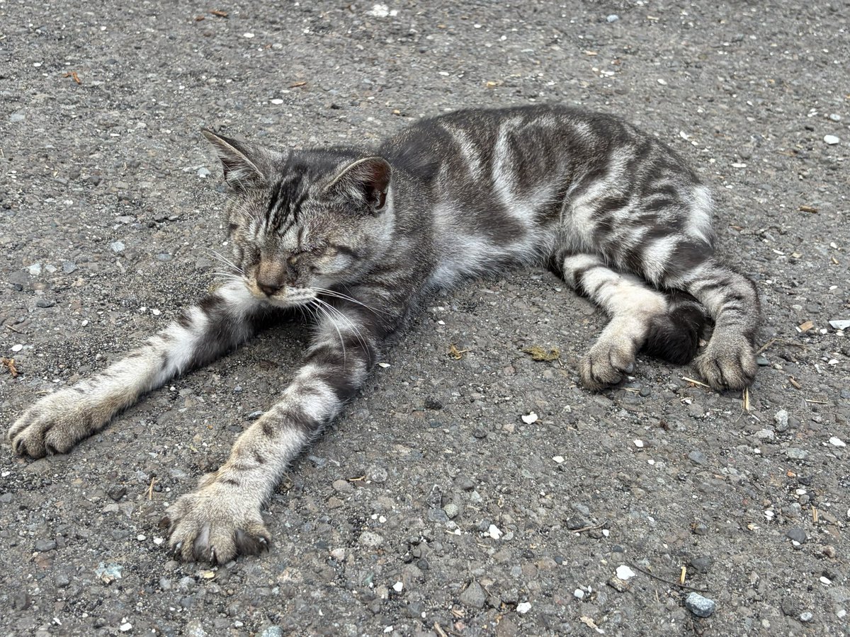 punitamadeko's tweet photo. お出掛け先で出会った猫ちゃん https://t.co/ZdvdVu7v0o