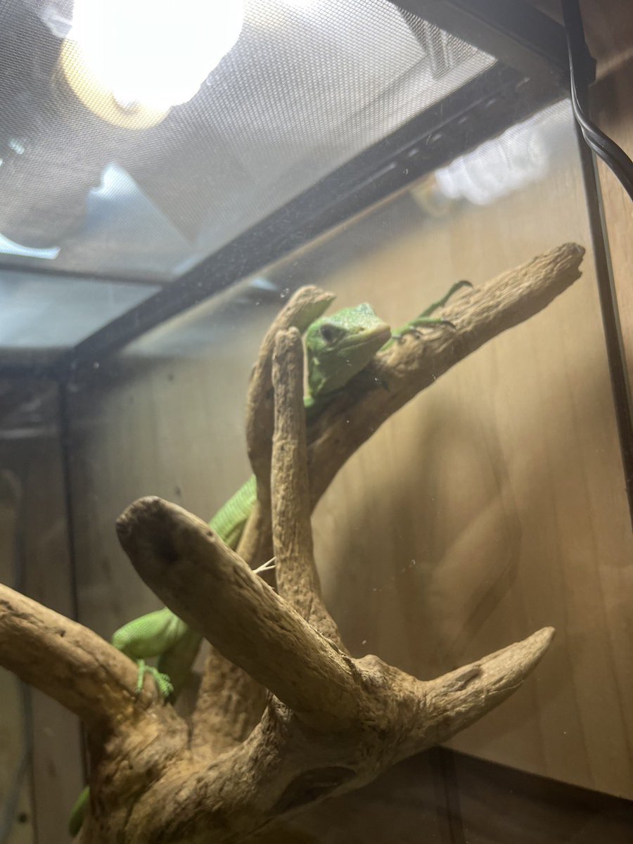 chappi_python's tweet photo. エメラルドツリーモニター
ピンセットはもちろん手からも餌食べます😌
状態バッチリです👌 https://t.co/pzJWvARSuE