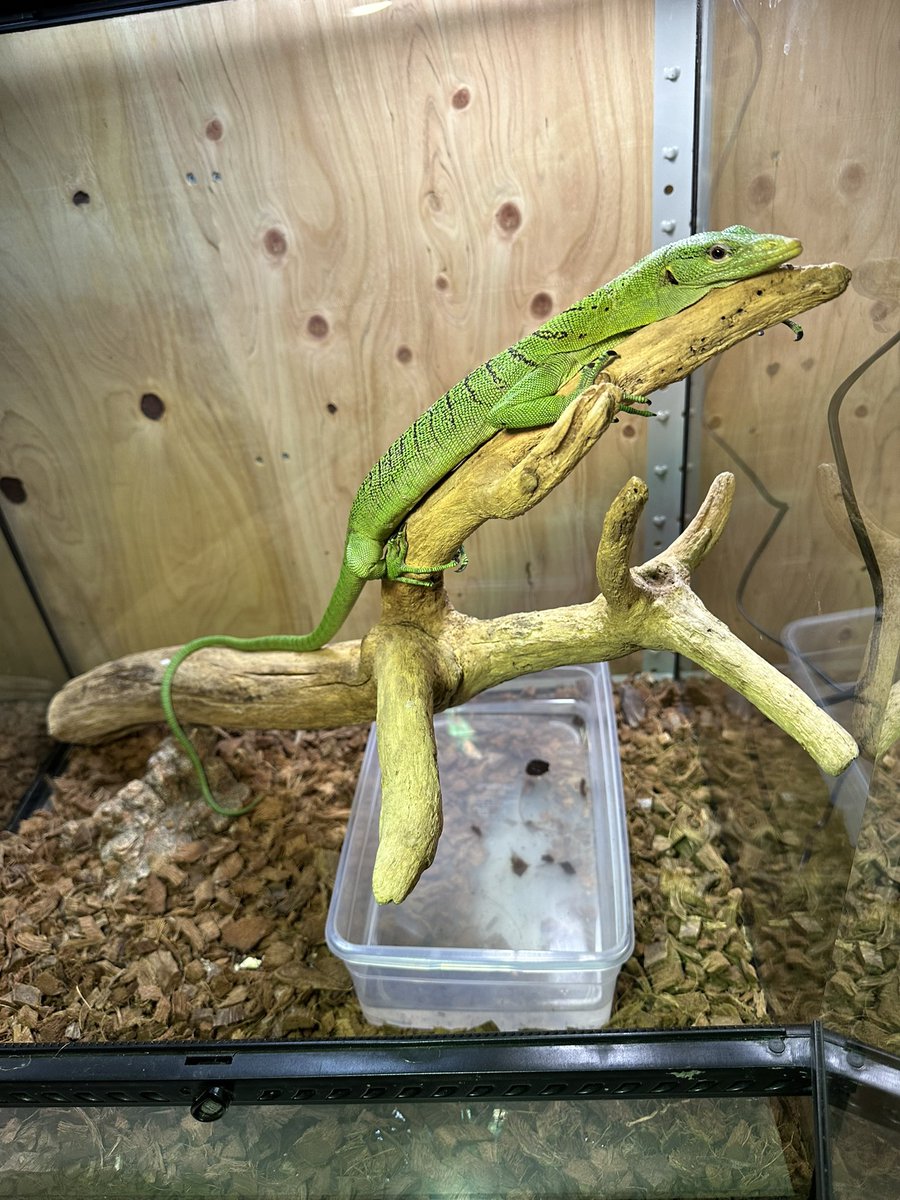 chappi_python's tweet photo. エメラルドツリーモニター
ピンセットはもちろん手からも餌食べます😌
状態バッチリです👌 https://t.co/pzJWvARSuE