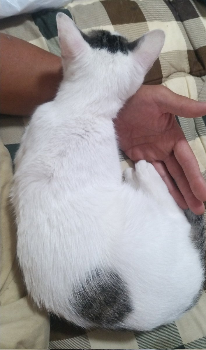 猫(・ω・) 腕猫✨😈(ΦωΦ)