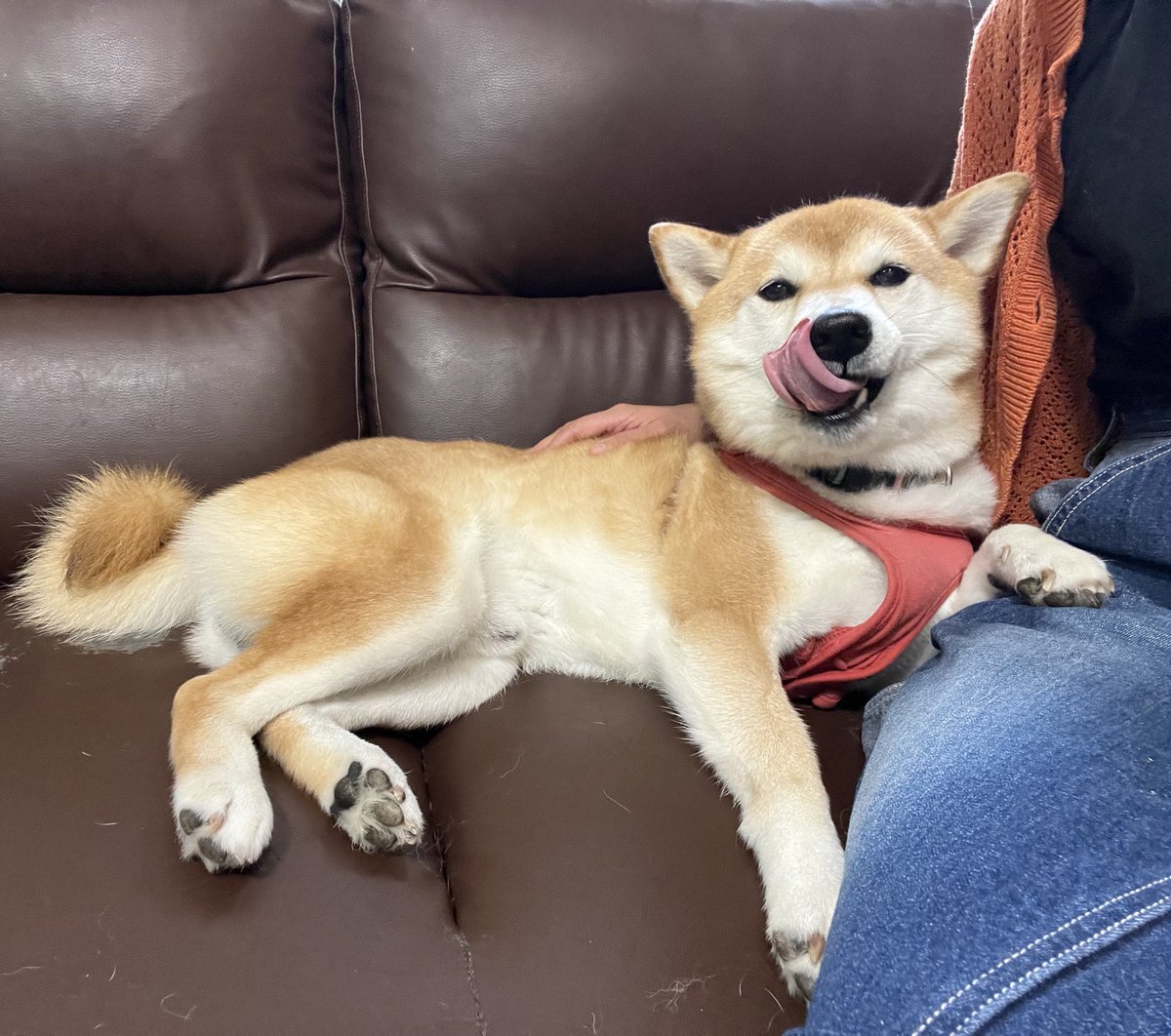kakeru_17's tweet photo. どこにも行けないようにしっかり前足でおさえとくんだよ、ぺろ。

#柴犬 https://t.co/kxeEFG7LZL