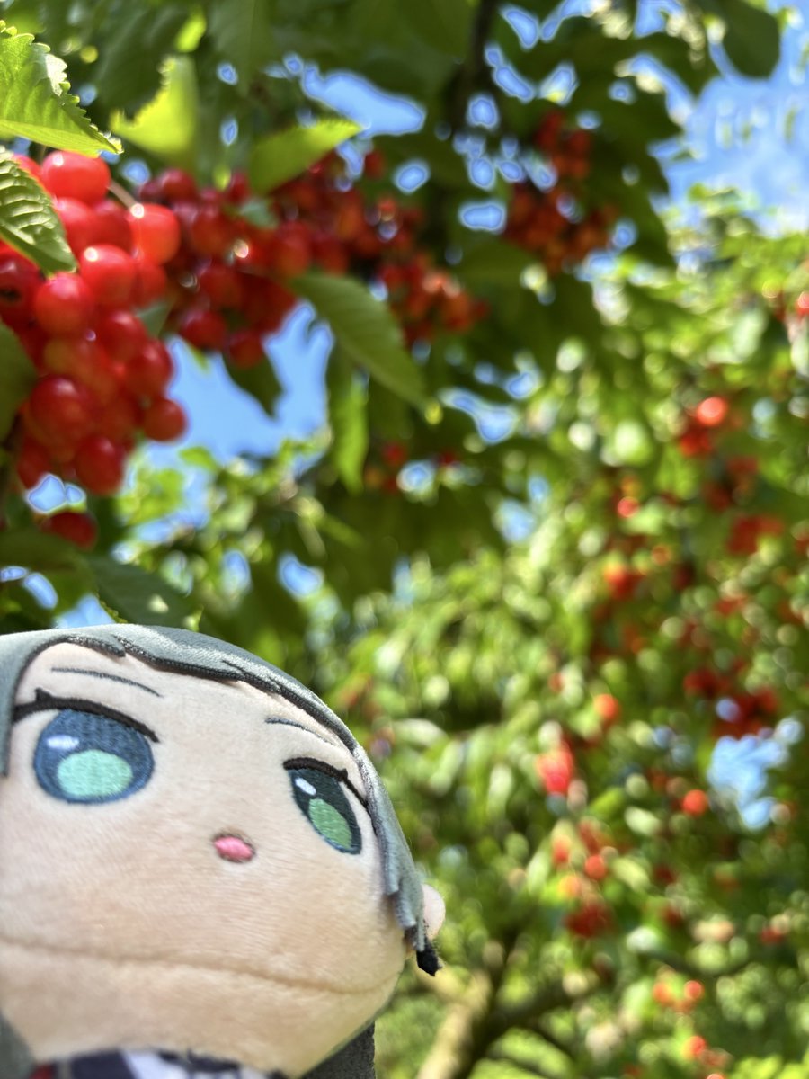Post by ひえのひ🥶 on X: 🍒