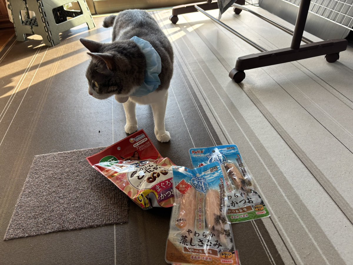 tibiko727's tweet photo. 今日危なく飛び出し事件発生しそうになったから念の為に首輪また付けときましょ!!とオヤツ買ってきたわよ
🐱＜なんか首に違和感
 #猫好きさんと繋がりたい  #猫の居るくらし https://t.co/YgpRyfusY7