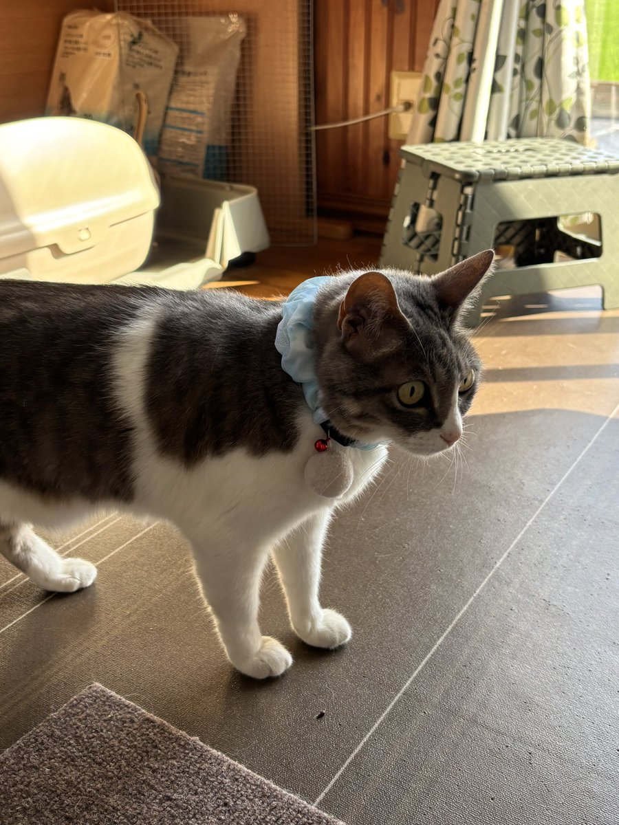 tibiko727's tweet photo. 今日危なく飛び出し事件発生しそうになったから念の為に首輪また付けときましょ!!とオヤツ買ってきたわよ
🐱＜なんか首に違和感
 #猫好きさんと繋がりたい  #猫の居るくらし https://t.co/YgpRyfusY7