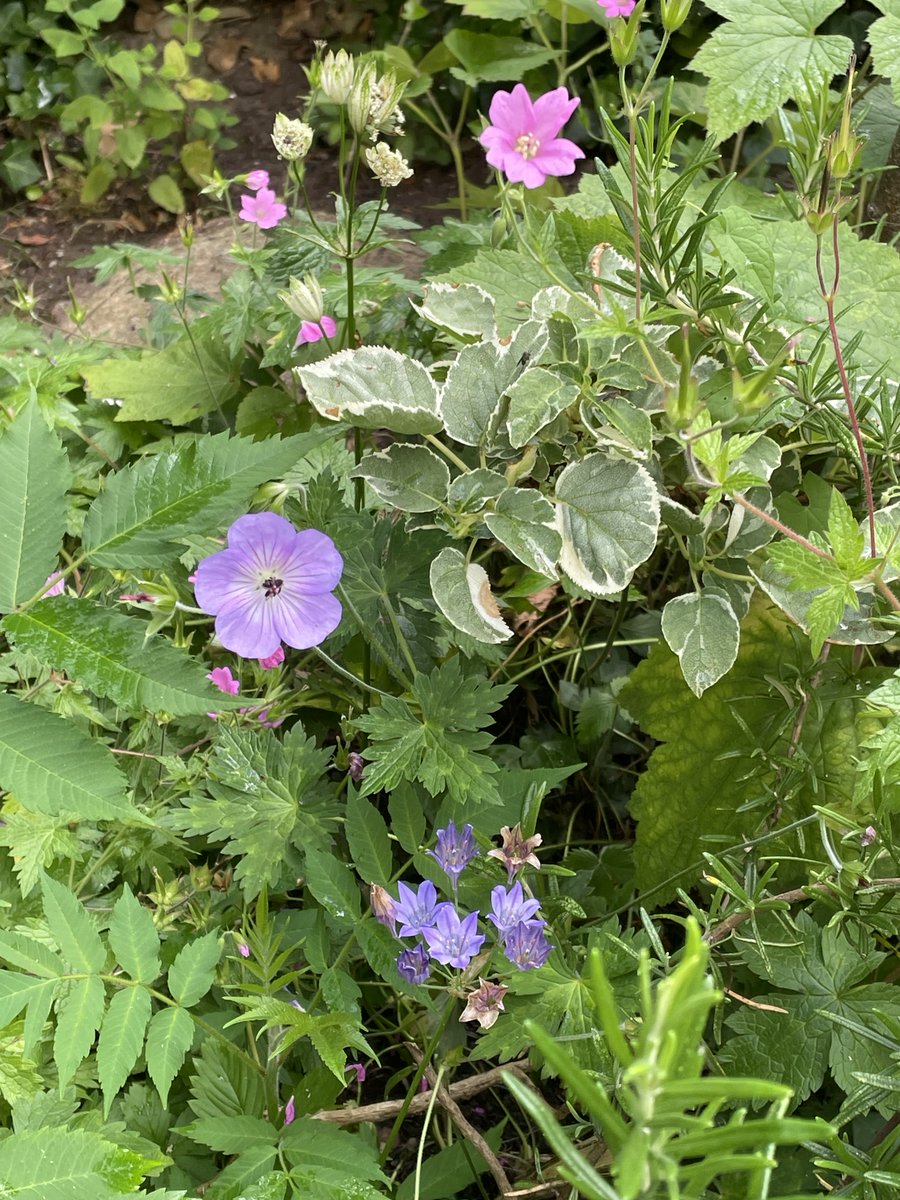 helen21206699's tweet photo. Good morning from my little #cottage #garden #cranesbill #geranium and climbing #hydrangea https://t.co/Qc3S9586uV