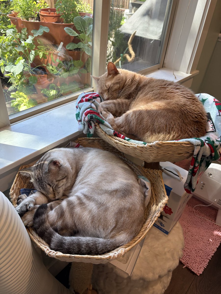 foleoes's tweet photo. @jailedamanda Dandelion and Lestat :) https://t.co/Q0zy6KRvyK