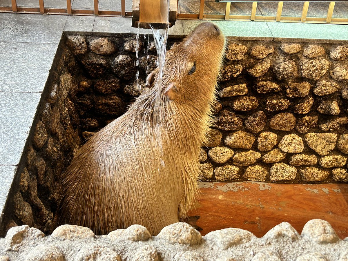 168AWA's tweet photo. 草津に来たのだ https://t.co/k0KuvUK9Wx