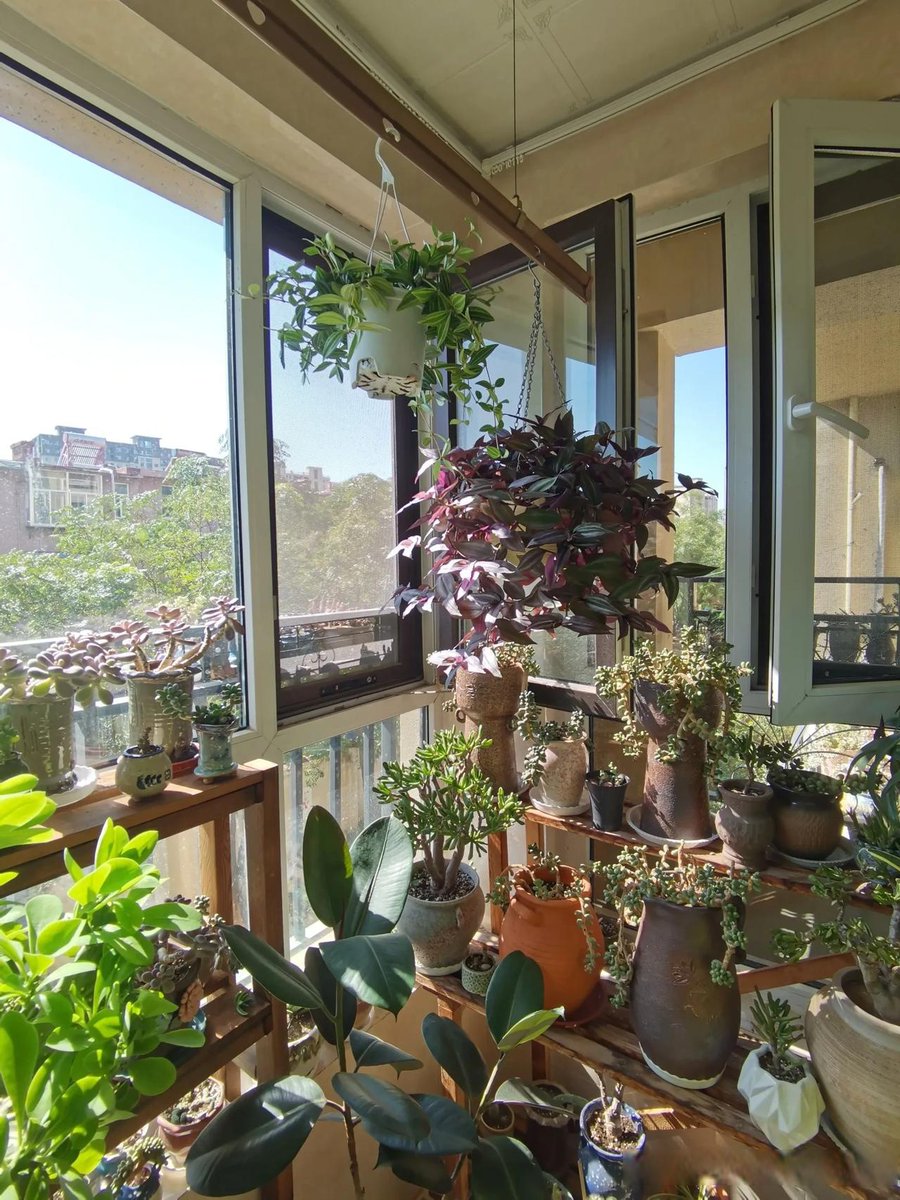 sumukhbhushan1's tweet photo. My tiny balcony used to be a mess—now it’s full of fresh basil and sunflowers, my go-to morning pick-me-up. https://t.co/Vusry29Iuc