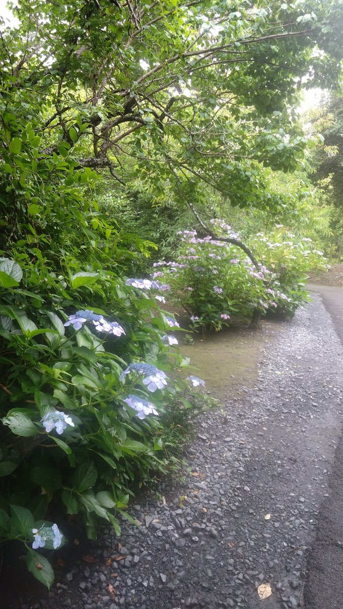 TAmirumiru's tweet photo. 大洗磯前神社ー〜⁠(⁠꒪⁠꒳⁠꒪⁠)⁠〜
那珂湊は
行くのにいつもよらず。
紫陽花と⛩️からの海(⁠*⁠ﾉ⁠・⁠ω⁠・⁠)⁠ﾉ⁠ https://t.co/dkUVxzsqHx