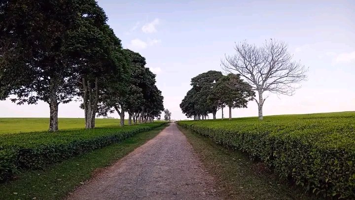 reign_mts's tweet photo. Magical sunny sundaymorning surrounded by lush green tea leaves and fresh air.
#teaplantations
#Worldcup2026
#Barakatele https://t.co/SOK1fAtpgR