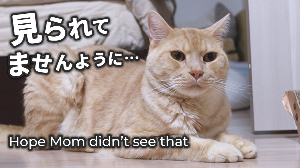 Solathacat's tweet photo. 獲物に逃げられた猫のごまかし顔

https://t.co/aV2RxH2Rnj

#猫のSola
#猫動画
#猫好きさんと繋がりたい
#猫のいる暮らし https://t.co/UxbFnit8MG