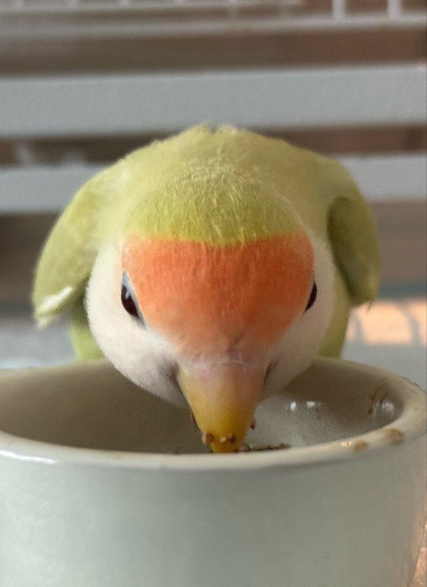 kissarmy1582's tweet photo. この角度のコザクラインコは最高 https://t.co/KaopsMPK5t