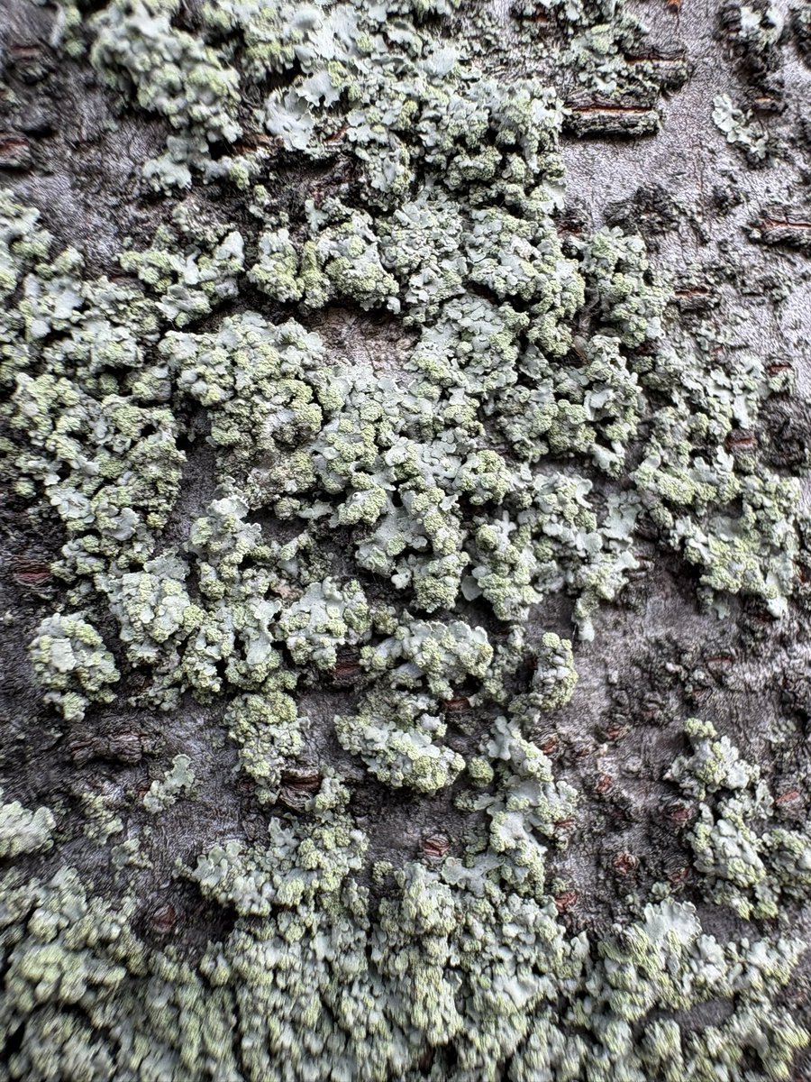 nuno0onun's tweet photo. 街路樹に地衣類

#地衣類 #lichen https://t.co/z6hOEIV7tE