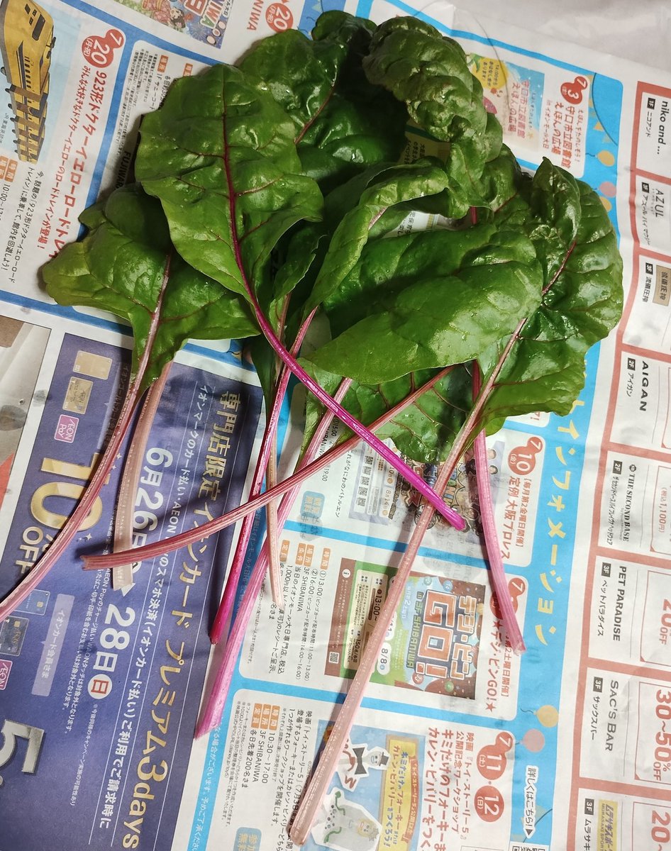 aki_e34's tweet photo. スイスチャードを収穫したよ。
小さいプランターだからそこまで大きく育たないけど…ごま和えで頂いてます〜 https://t.co/YH5JJ4K5Fh