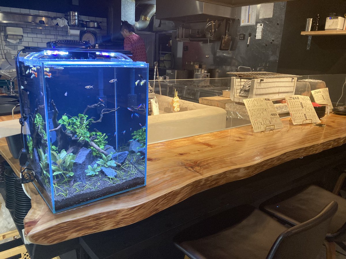 Aquaplus3468's tweet photo. 本日は、
一番町にある炉端焼きのお店、うる虎様のカウンター席に水槽を設置させていただきました🙆‍♂️
30×30×40cmの縦長なタイプです！
カウンター席からは炉端と水槽を一緒に眺めてお食事の時間をお過ごしください👍

#アクアリウム #宮城県 #仙台 #仙台水槽 #仙台水槽メンテナンス https://t.co/5DxLtrXDo2