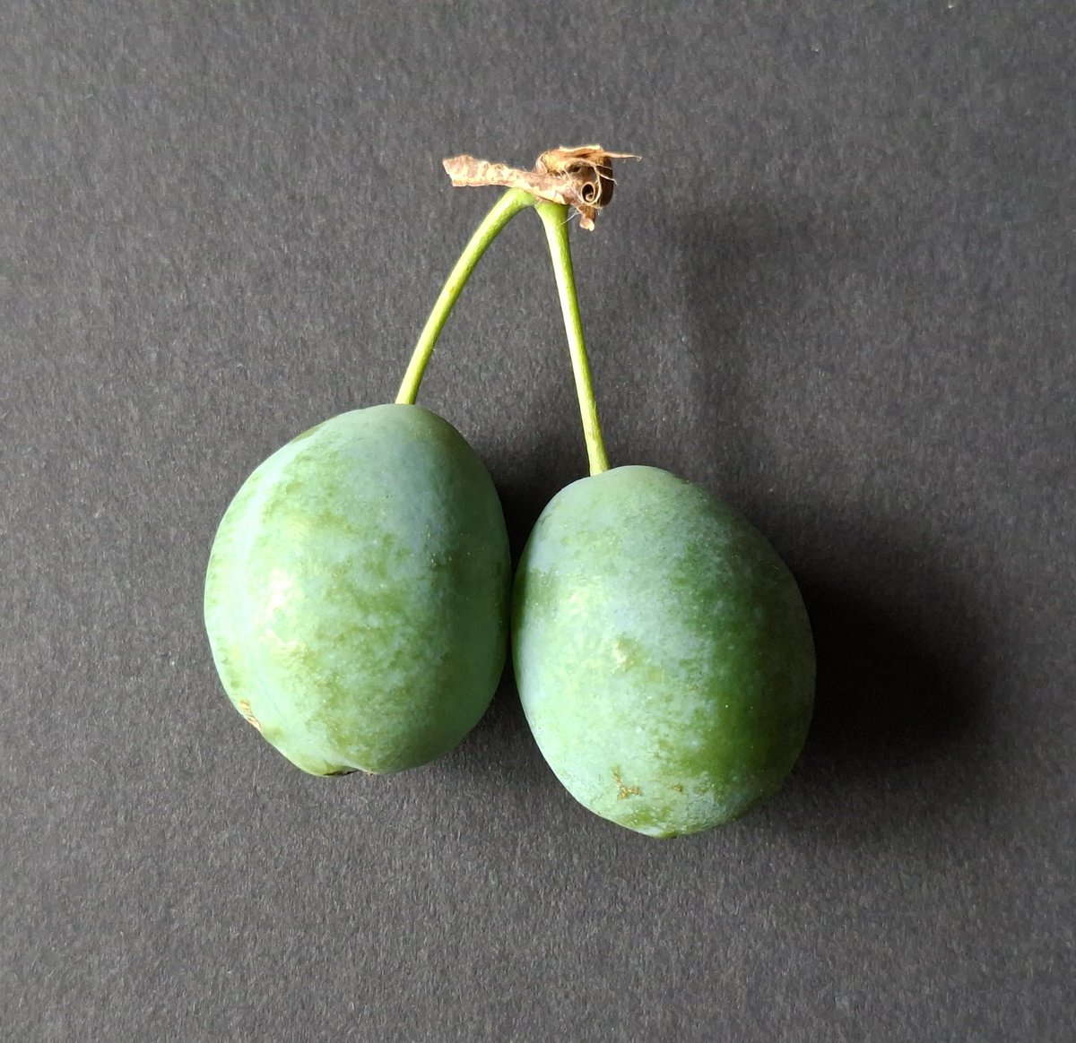 Damsonplums's tweet photo. I give you ... 'A pair of #damsons, a study in green' ... https://t.co/7twWJtjxxS
