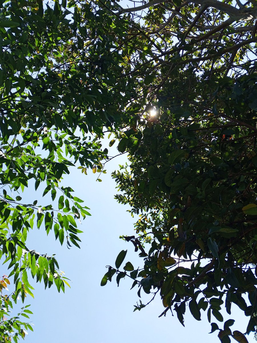 arllannh's tweet photo. Lil sun penetrates like torch❤️😍 https://t.co/abF6WijHBt