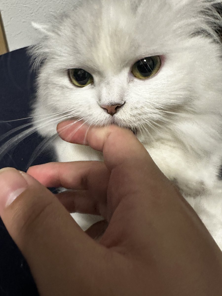 SGTT633447's tweet photo. 【拡散希望】
現在、猫の小雪ちゃんが手術に伴い血液を必要としています
輸血できる猫ちゃんを探しています
条件は以下の通りです
・都内の病院にて献血が可能な方
・Ａ型
・8歳以下
・体重が4キロ以上
・輸血をされた事がない
・妊娠した事がない
どうかよろしくお願いします https://t.co/mqkHfubZLA