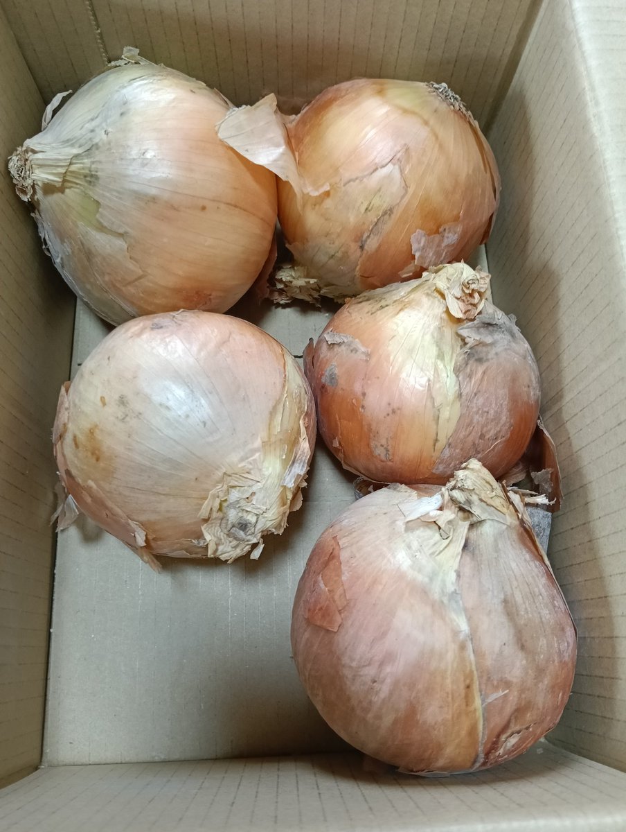 simatani443's tweet photo. カウシェで育てた玉ねぎが届きました😆
本当に無料で届くとは🤭
控えめに言うって最＆高😎✨ https://t.co/IGLyCzURB2