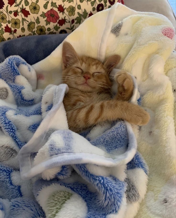 cutestscats's tweet photo. Wrapped in dreams ☁️ https://t.co/VQPbSqHCFZ