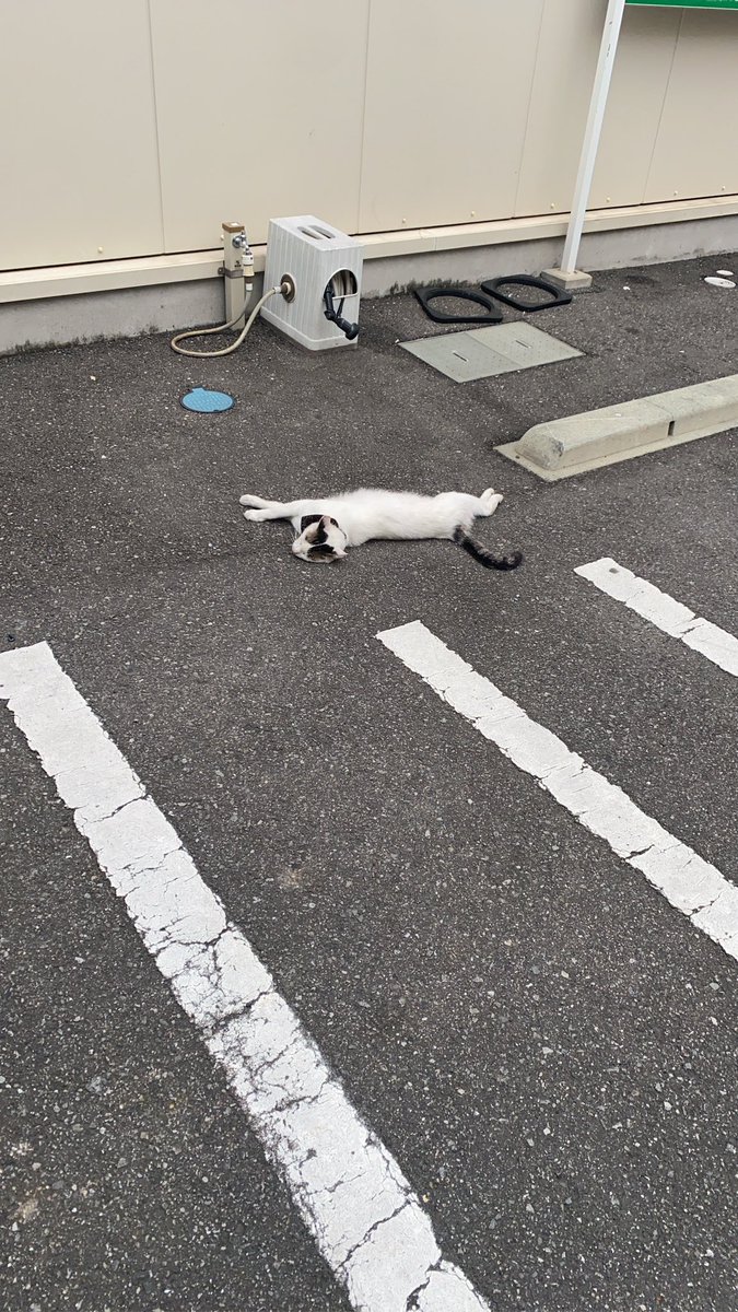 Sharaku91's tweet photo. 狩とか出来なさそう https://t.co/nsRg6ass9r