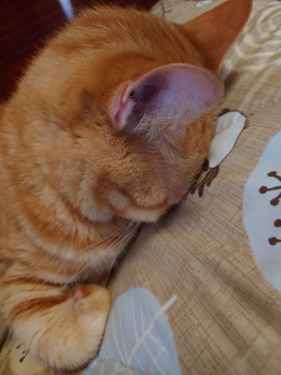1006yoshi's tweet photo. 今日のわたしのようだ꜀( ꜆-ࡇ-)꜆
 #猫好き https://t.co/4FMwwtTvRx