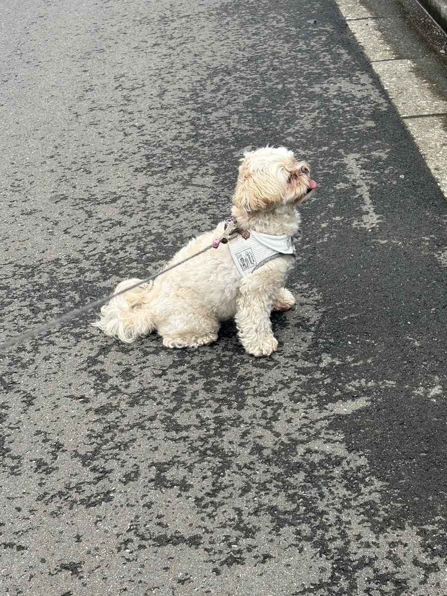 chula_0802's tweet photo. パパたちを見つめてる🐶 https://t.co/uRPTGVx33O