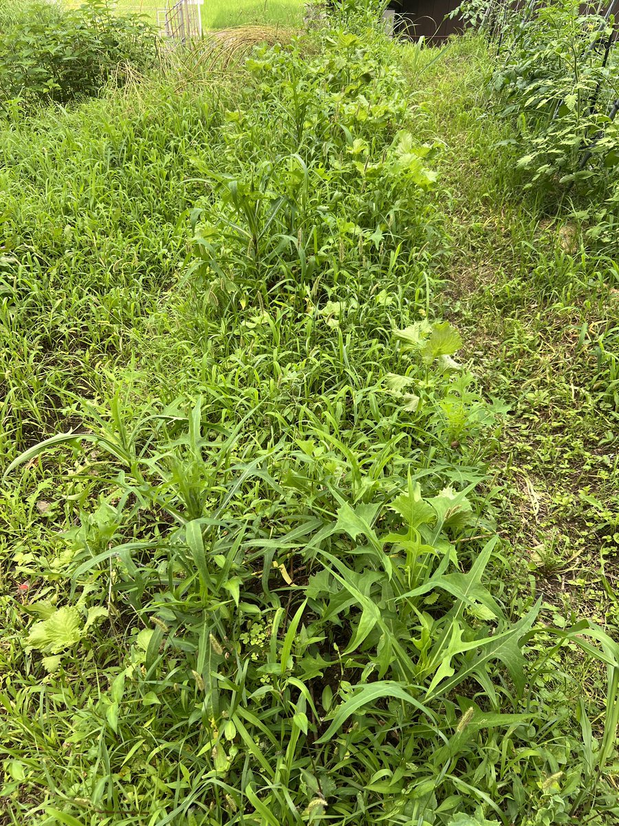 albase_'s tweet photo. 毎年、雑草と一緒に生えてくるシソ

何もしなくても勝手に生えてくるという意味ではシソも雑草かもしれない https://t.co/uS4VTpLu4j